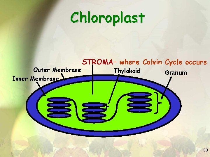 Chloroplast Outer Membrane Inner Membrane STROMA– where Calvin Cycle occurs Thylakoid Granum 38 