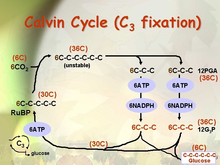 Calvin Cycle (C 3 fixation) (36 C) 6 C-C-C-C (6 C) 6 CO 2