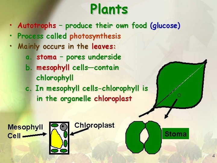 Plants • • • Autotrophs – produce their own food (glucose) Process called photosynthesis