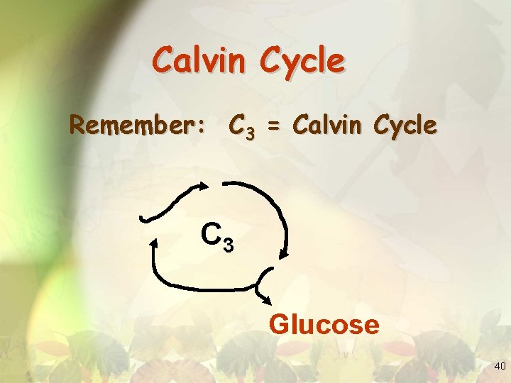 Calvin Cycle Remember: C 3 = Calvin Cycle C 3 Glucose 40 