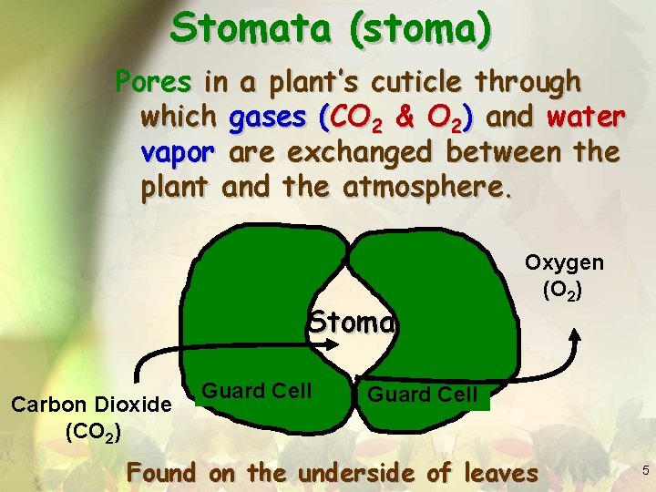 Stomata (stoma) Pores in a plant’s cuticle through which gases (CO 2 & O