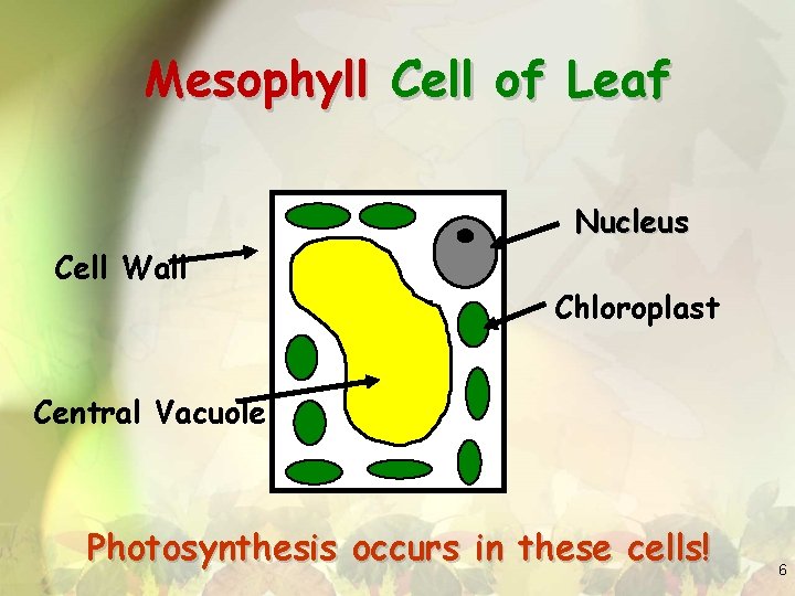 Mesophyll Cell of Leaf Nucleus Cell Wall Chloroplast Central Vacuole Photosynthesis occurs in these