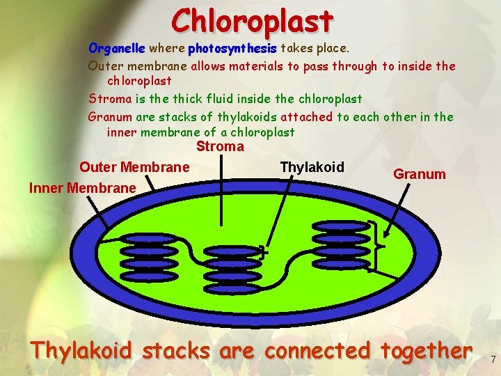 Chloroplast Organelle where photosynthesis takes place. Outer membrane allows materials to pass through to