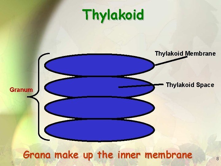 Thylakoid Membrane Granum Thylakoid Space Grana make up the inner membrane 8 