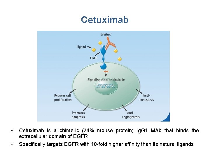 Cetuximab • Cetuximab is a chimeric (34% mouse protein) Ig. G 1 MAb that