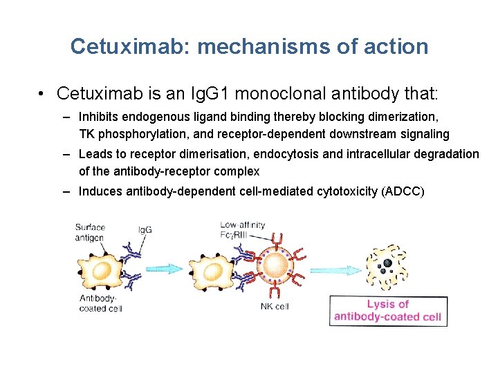 Cetuximab: mechanisms of action • Cetuximab is an Ig. G 1 monoclonal antibody that: