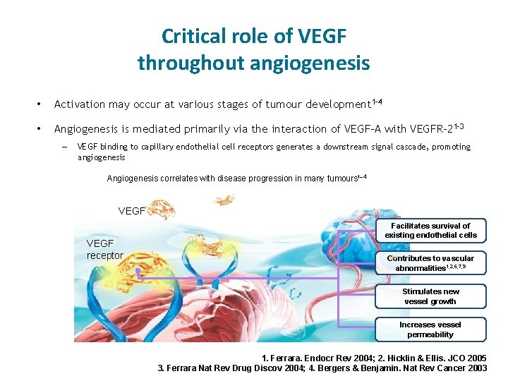 Critical role of VEGF throughout angiogenesis • Activation may occur at various stages of