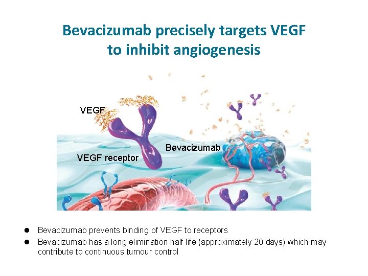 Bevacizumab precisely targets VEGF to inhibit angiogenesis VEGF receptor Bevacizumab prevents binding of VEGF