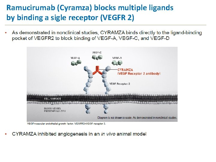 Ramucirumab (Cyramza) blocks multiple ligands by binding a sigle receptor (VEGFR 2) 20 