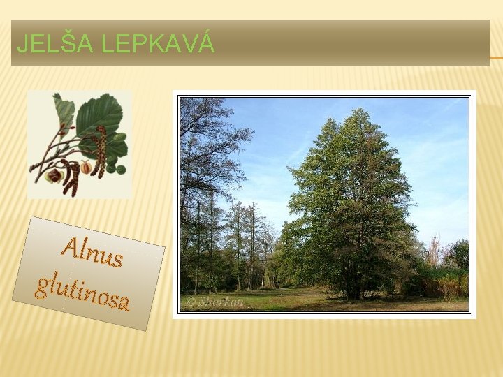 JELŠA LEPKAVÁ Alnus glutinos a 