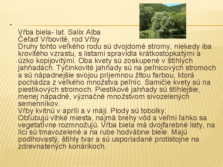 . Vŕba biela- lat. Salix Alba Čeľaď Vŕbovité, rod Vŕby Druhy tohto veľkého rodu