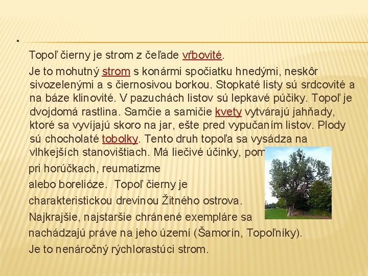 . Topoľ čierny je strom z čeľade vŕbovité. Je to mohutný strom s konármi