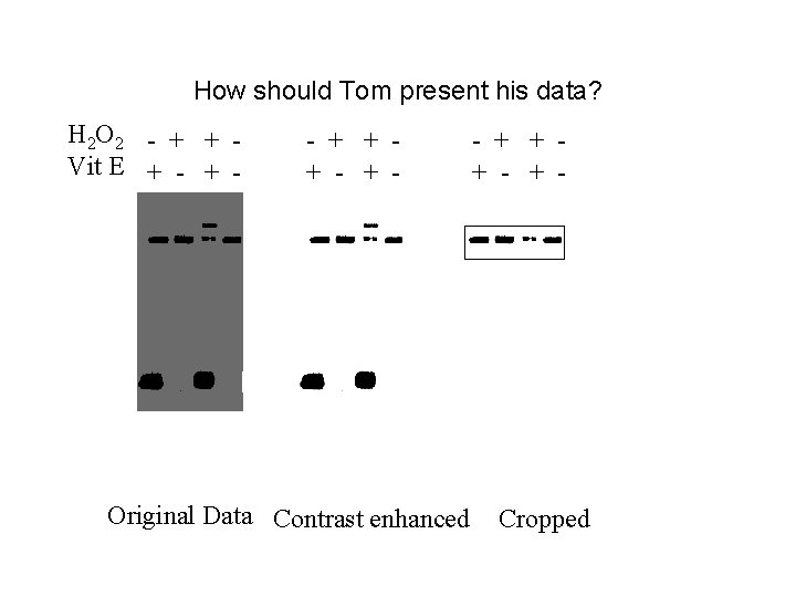 How should Tom present his data? H 2 O 2 - + + Vit How should Tom present his data? H 2 O 2 - + + Vit
