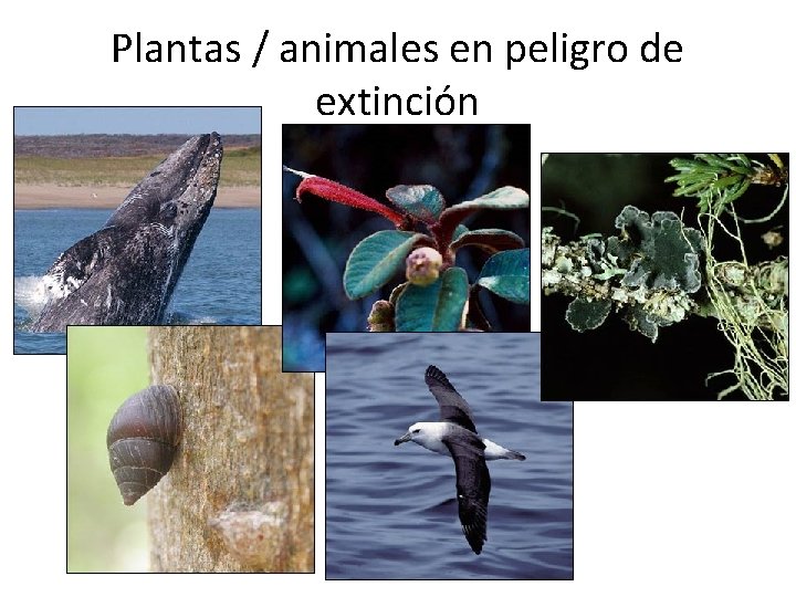 Plantas / animales en peligro de extinción 