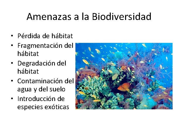 Amenazas a la Biodiversidad • Pérdida de hábitat • Fragmentación del hábitat • Degradación