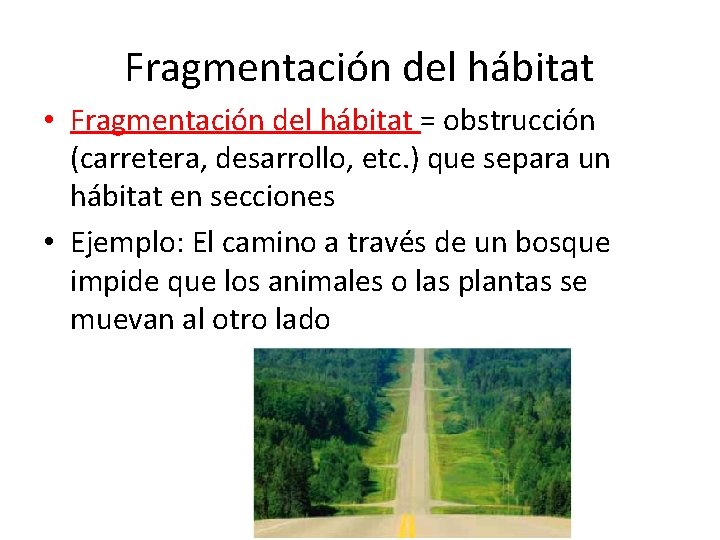 Fragmentación del hábitat • Fragmentación del hábitat = obstrucción (carretera, desarrollo, etc. ) que