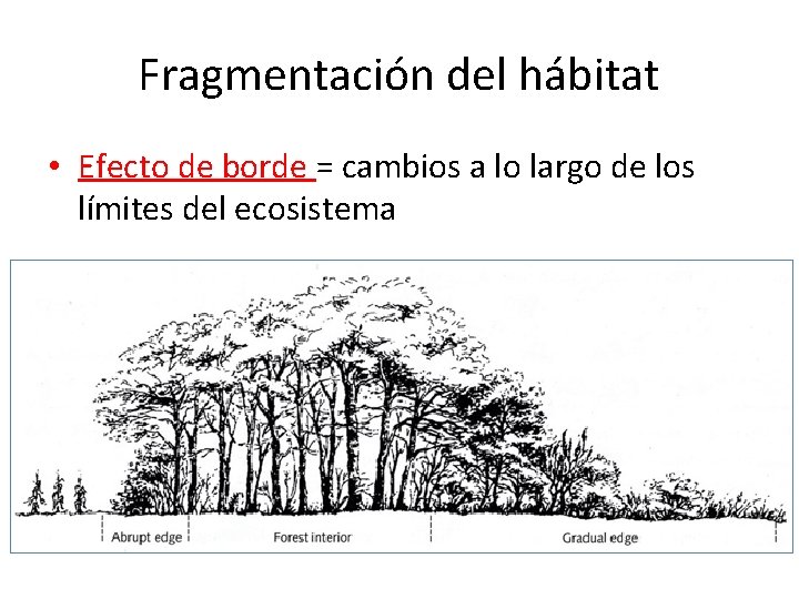 Fragmentación del hábitat • Efecto de borde = cambios a lo largo de los