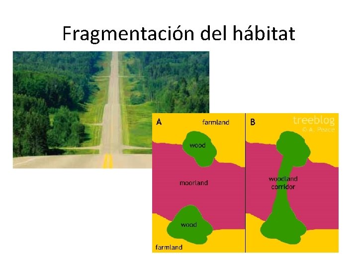 Fragmentación del hábitat 