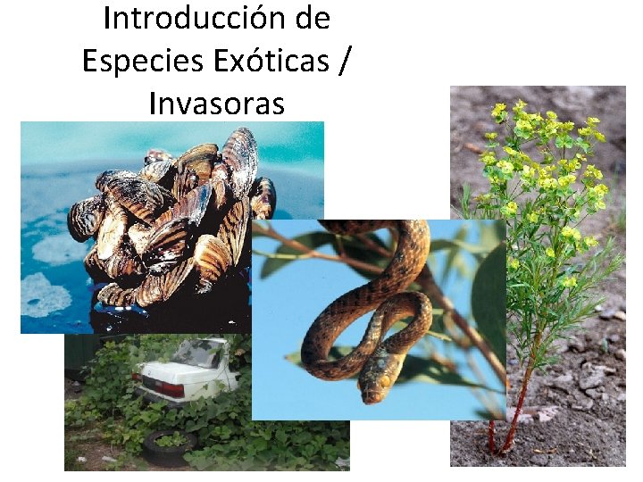 Introducción de Especies Exóticas / Invasoras 