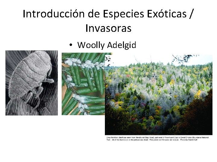 Introducción de Especies Exóticas / Invasoras • Woolly Adelgid 