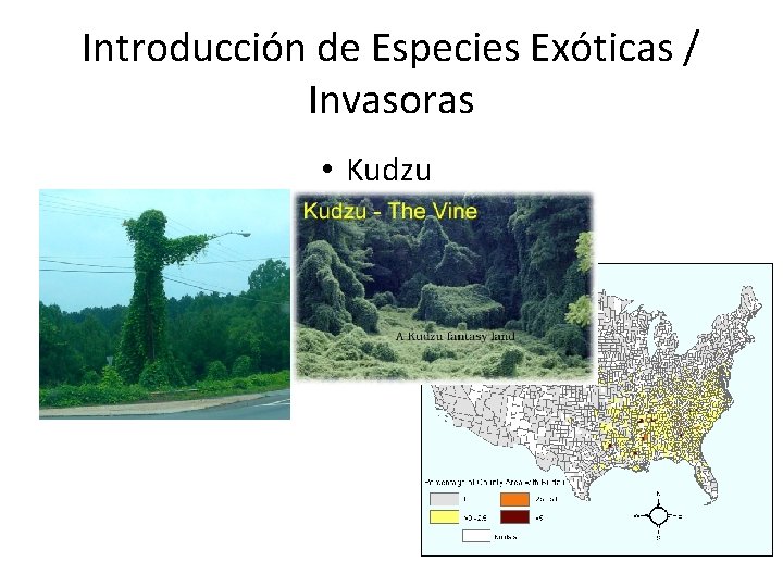 Introducción de Especies Exóticas / Invasoras • Kudzu 