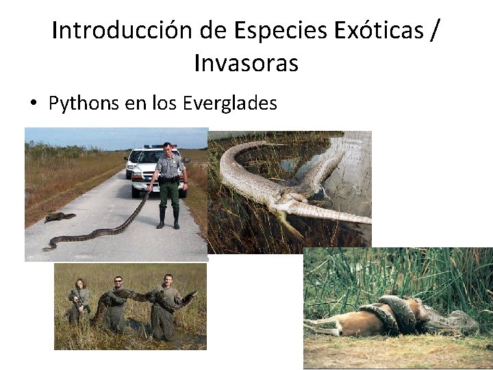 Introducción de Especies Exóticas / Invasoras • Pythons en los Everglades 