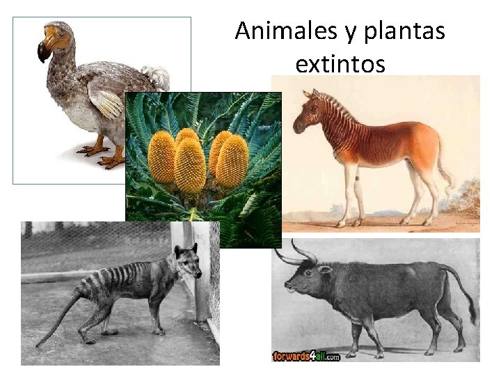 Animales y plantas extintos 