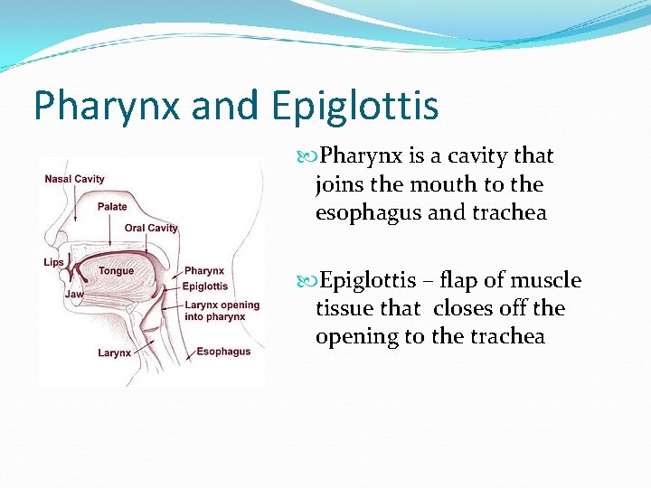 Pharynx and Epiglottis Pharynx is a cavity that joins the mouth to the esophagus