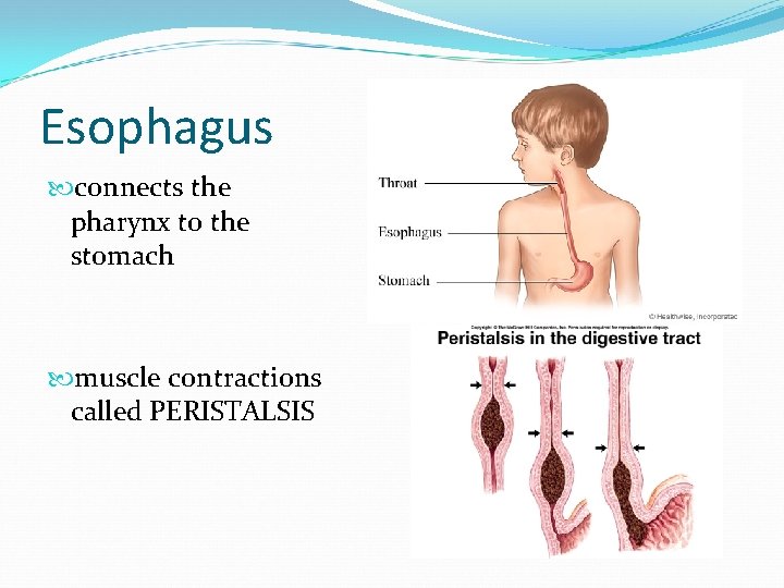 Esophagus connects the pharynx to the stomach muscle contractions called PERISTALSIS 