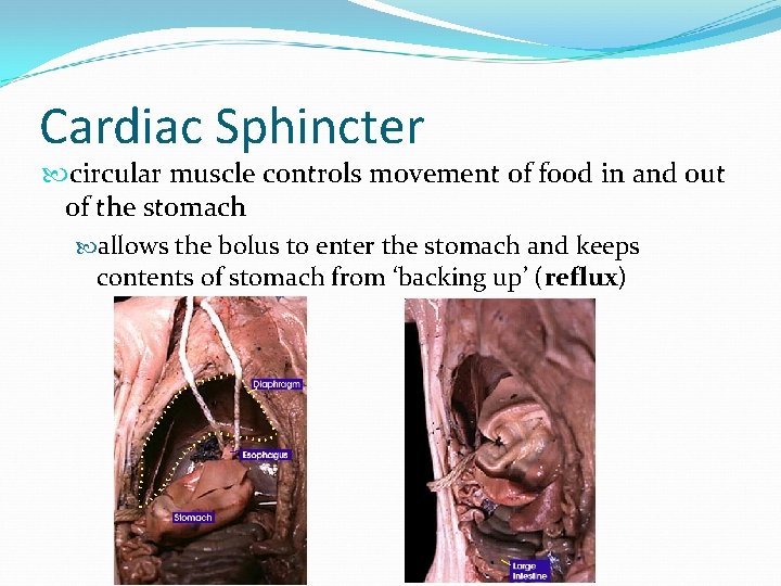 Cardiac Sphincter circular muscle controls movement of food in and out of the stomach