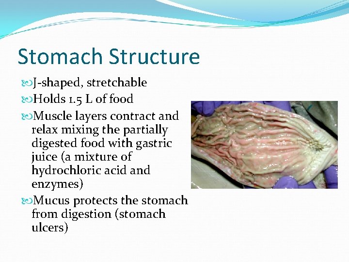 Stomach Structure J-shaped, stretchable Holds 1. 5 L of food Muscle layers contract and