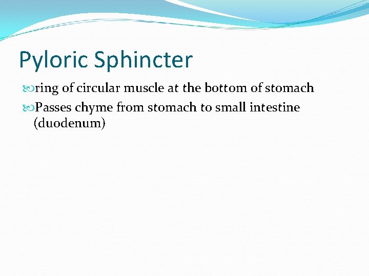 Pyloric Sphincter ring of circular muscle at the bottom of stomach Passes chyme from