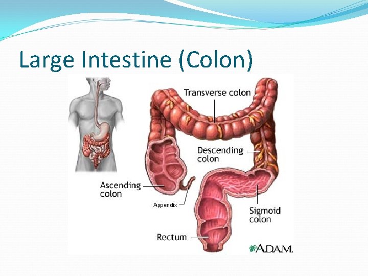 Large Intestine (Colon) 