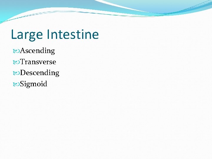 Large Intestine Ascending Transverse Descending Sigmoid 