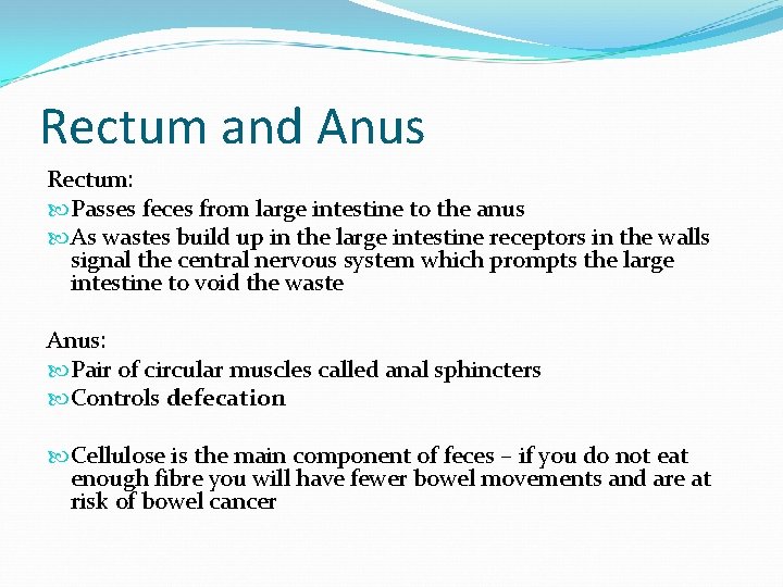 Rectum and Anus Rectum: Passes feces from large intestine to the anus As wastes