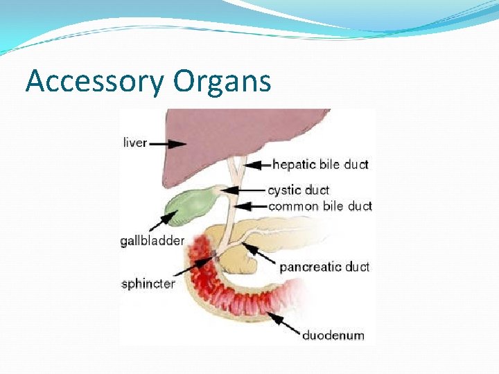Accessory Organs 