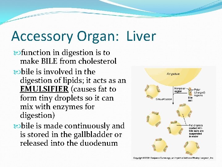 Accessory Organ: Liver function in digestion is to make BILE from cholesterol bile is