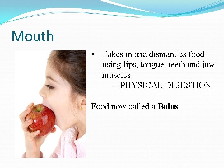 Mouth • Takes in and dismantles food using lips, tongue, teeth and jaw muscles