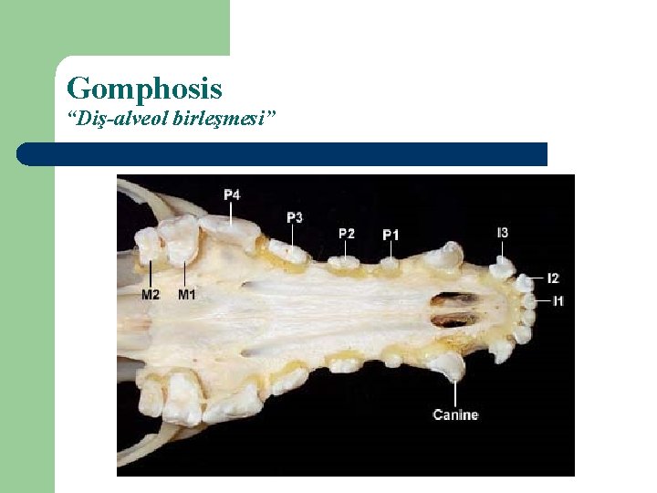 Gomphosis “Diş-alveol birleşmesi” 