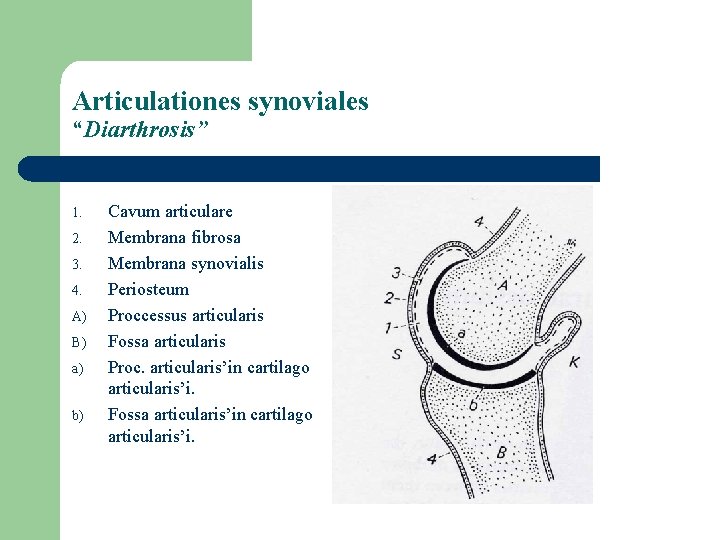 Articulationes synoviales “Diarthrosis” 1. 2. 3. 4. A) B) a) b) Cavum articulare Membrana