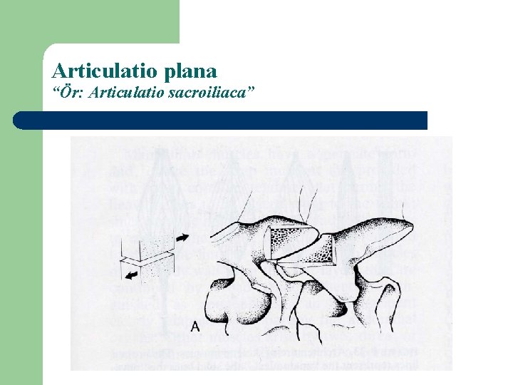 Articulatio plana “Ör: Articulatio sacroiliaca” 