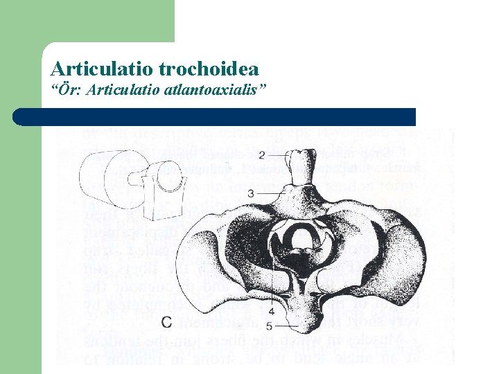 Articulatio trochoidea “Ör: Articulatio atlantoaxialis” 