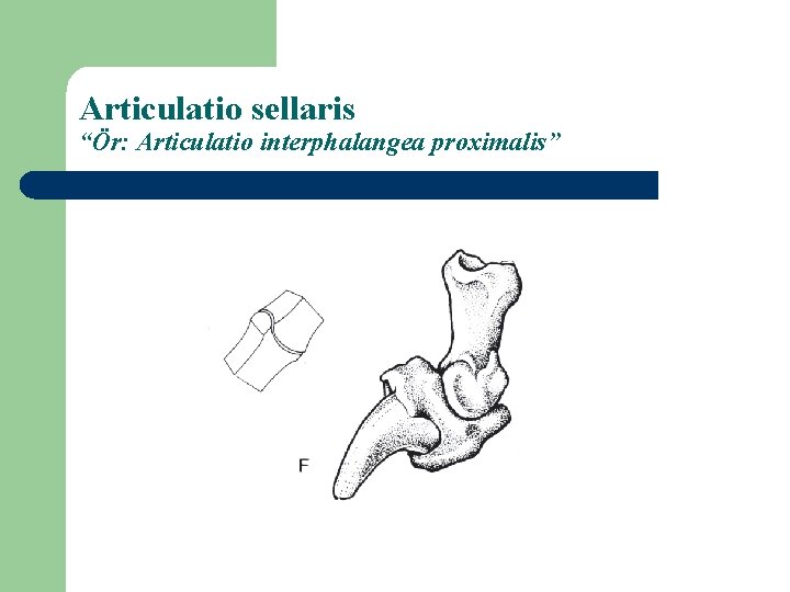 Articulatio sellaris “Ör: Articulatio interphalangea proximalis” 