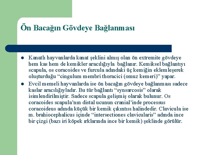 Ön Bacağın Gövdeye Bağlanması l l Kanatlı hayvanlarda kanat şeklini almış olan ön extremite