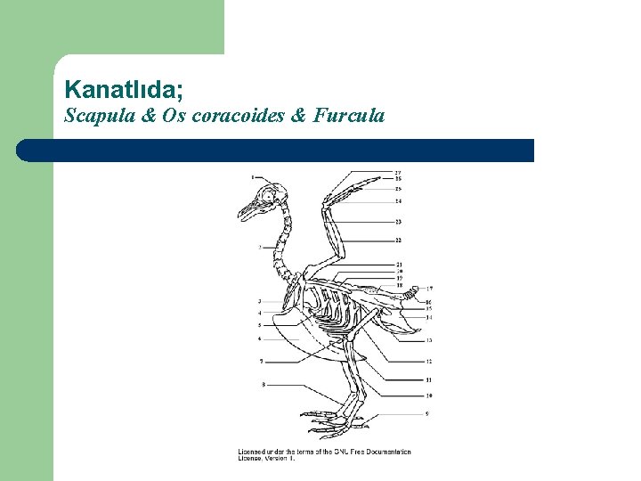 Kanatlıda; Scapula & Os coracoides & Furcula 