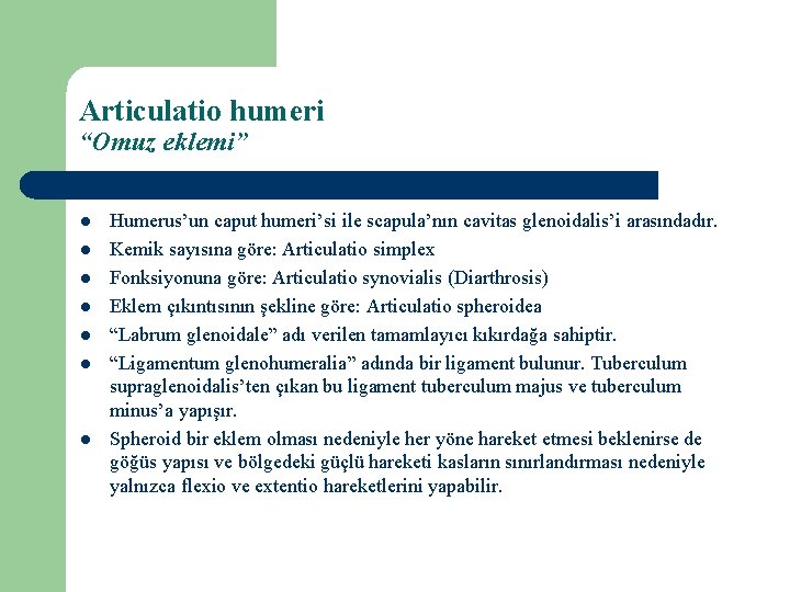 Articulatio humeri “Omuz eklemi” l l l l Humerus’un caput humeri’si ile scapula’nın cavitas