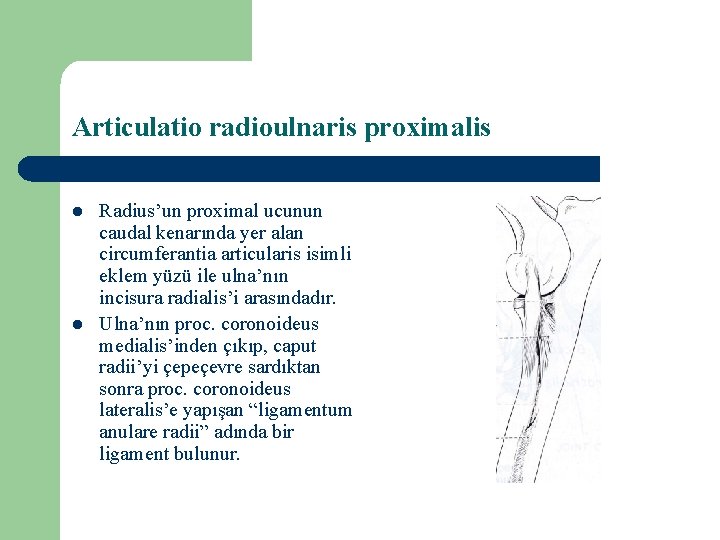 Articulatio radioulnaris proximalis l l Radius’un proximal ucunun caudal kenarında yer alan circumferantia articularis