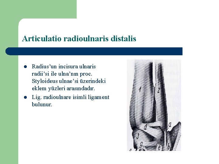 Articulatio radioulnaris distalis l l Radius’un incisura ulnaris radii’si ile ulna’nın proc. Styloideus ulnae’si