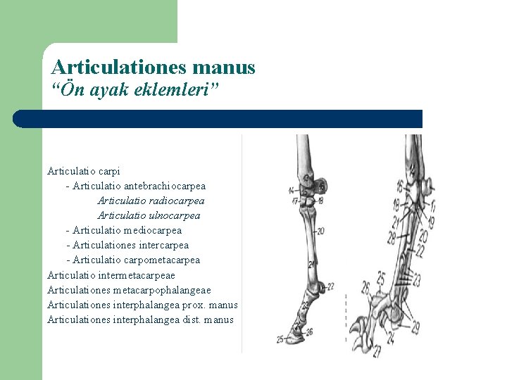 Articulationes manus “Ön ayak eklemleri” Articulatio carpi - Articulatio antebrachiocarpea Articulatio radiocarpea Articulatio ulnocarpea