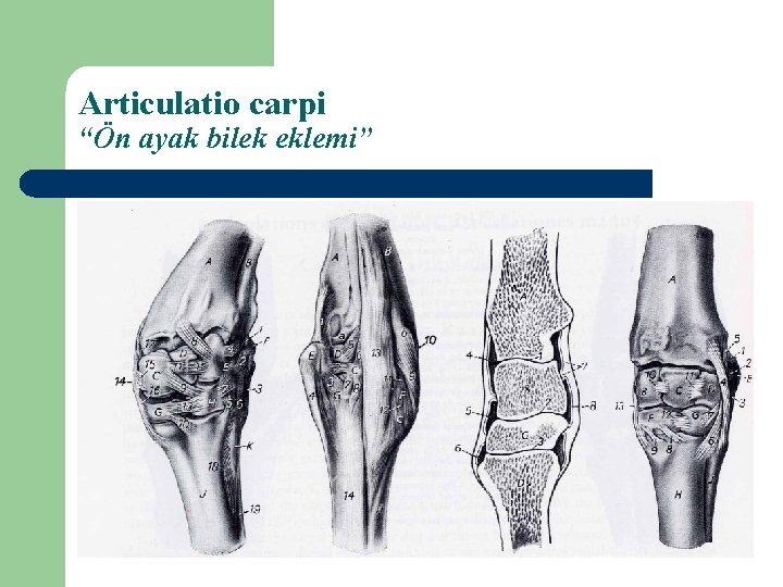 Articulatio carpi “Ön ayak bilek eklemi” 